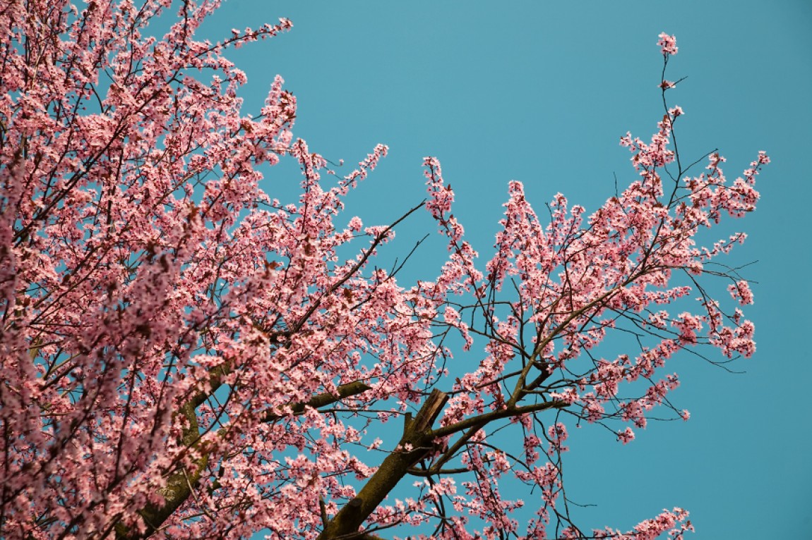Frühling – Blüten