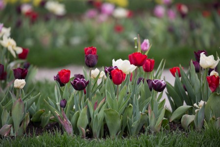 bluehendes-barock-ludwigsburg-0487