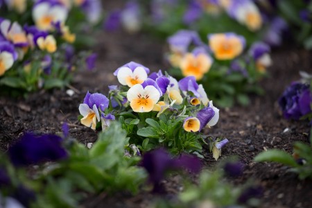 bluehendes-barock-ludwigsburg-0496