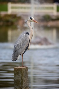 bluehendes-barock-ludwigsburg-0726