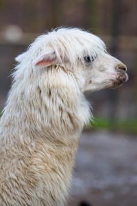 Lama