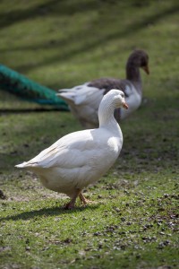 Gänse