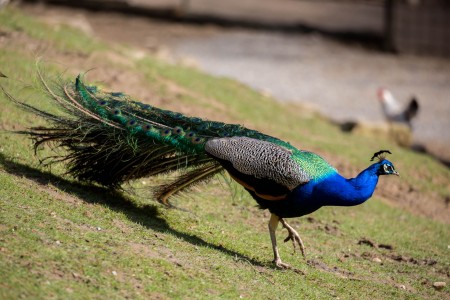 Pfau