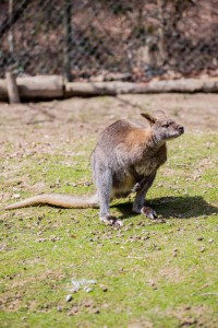 Känguru