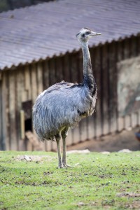 Nandu
