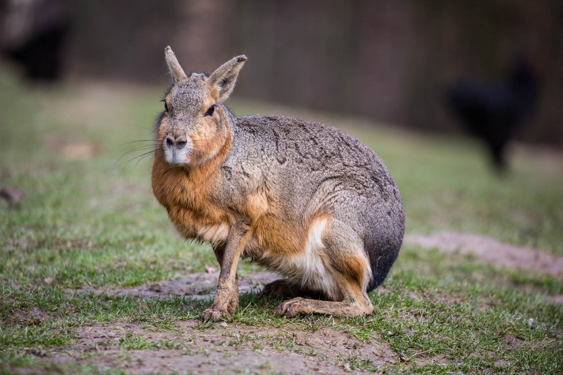 tierpark-bretten-0064