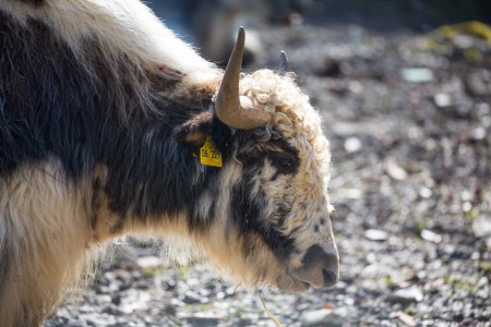 Yak