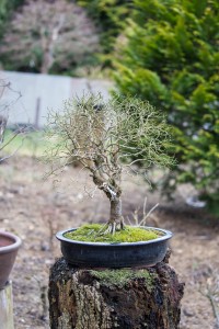 Bonsai Bretten