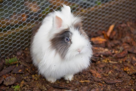 Meerschwein