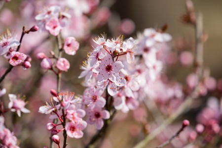Blüten