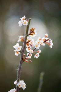 Blüten