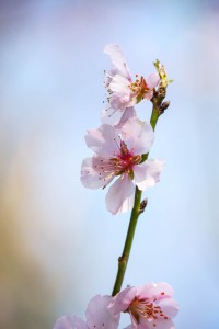 Blüten