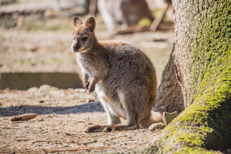 Kanguru im Tierpark Bretten