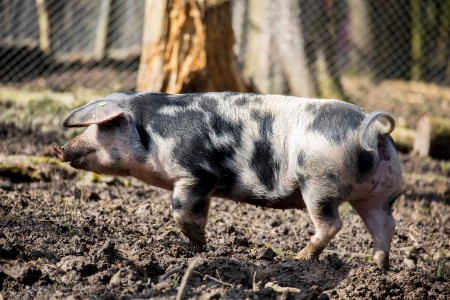 Schwein