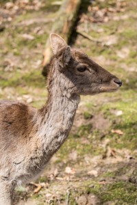 Damhirsch