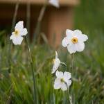 gartenschau-enzgaerten-muehlacker-2601