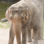 Elefant
