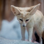 Wüstenfuchs