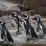 karlsruhe-zoo-0901