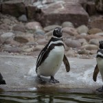 Pinguin