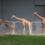 Giraffen