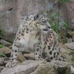 Schneeleopard