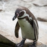 Pinguin