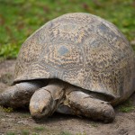 karlsruhe-zoo-1009