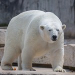 Eisbär