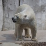 Eisbär