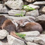 karlsruhe-zoo-1026