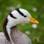 karlsruhe-zoo-1066