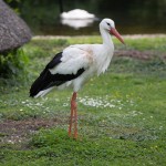 Storch