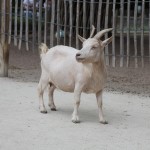 karlsruhe-zoo-1154
